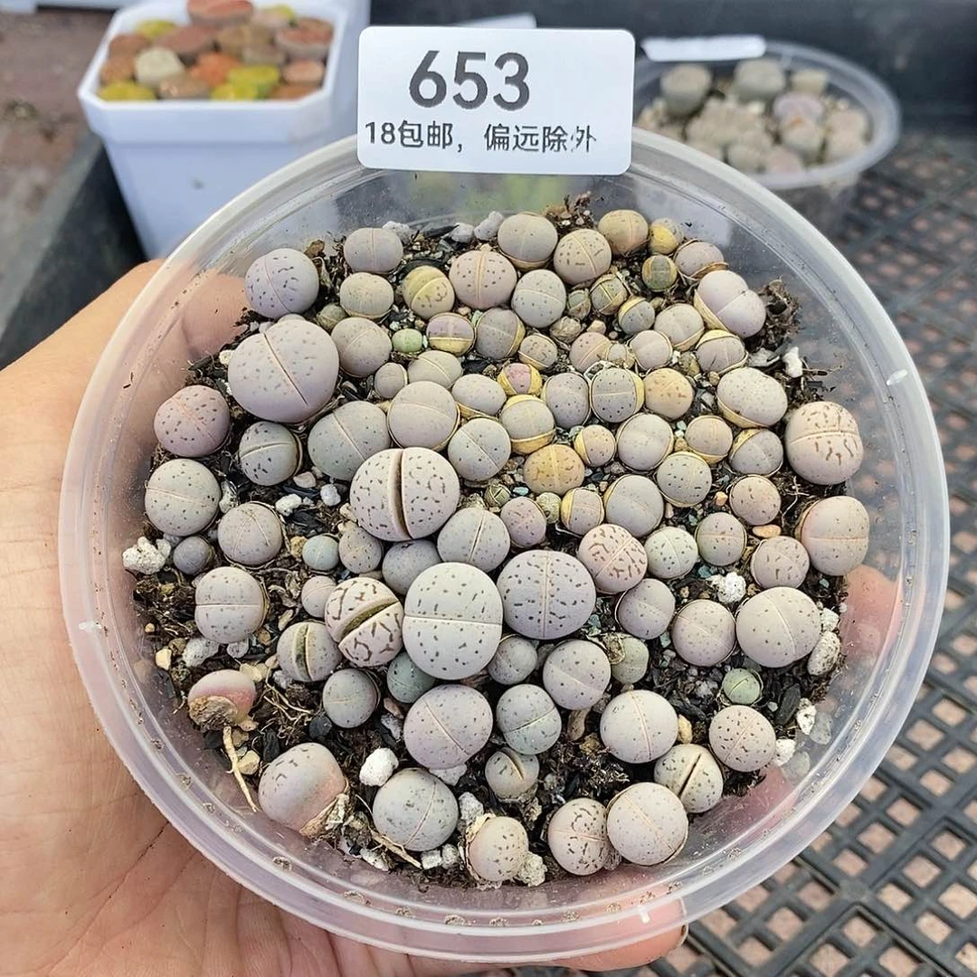 红陶20CM(含)-50CM(不含)°**允653