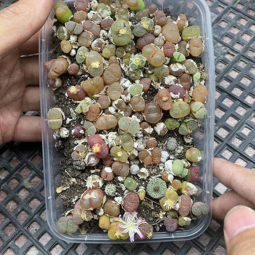 红陶906mmmmmmmmmmm