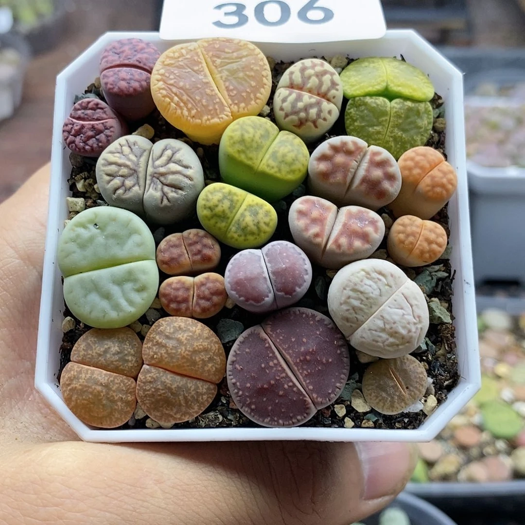 红陶20CM（含）-50CM（不含）丹**?306