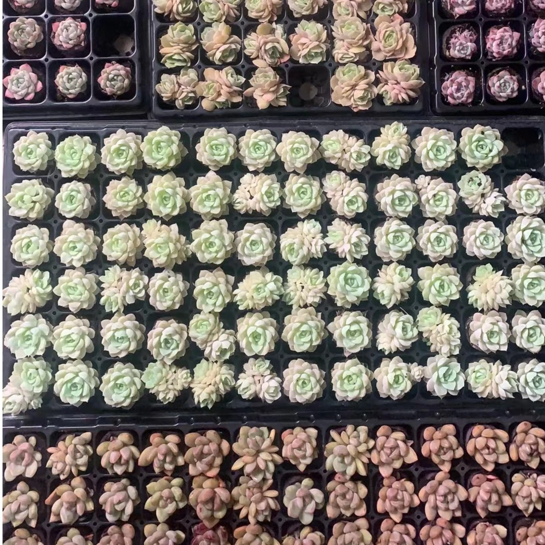满25元包邮发货(偏远除外)有机块多肉植物(以直播间为准)