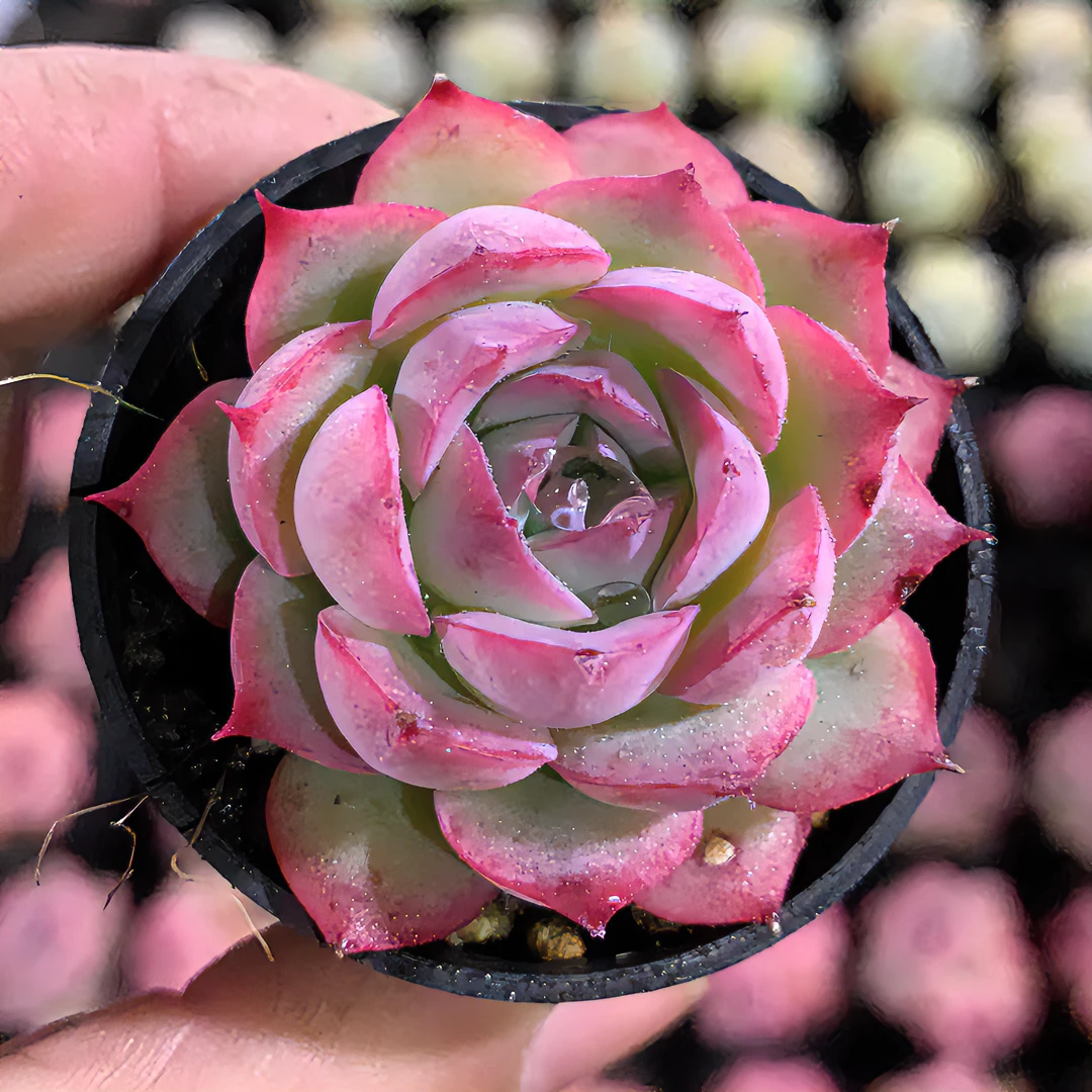 满18元包邮发货（偏远除外）侧影多肉植物（以直播间为准）