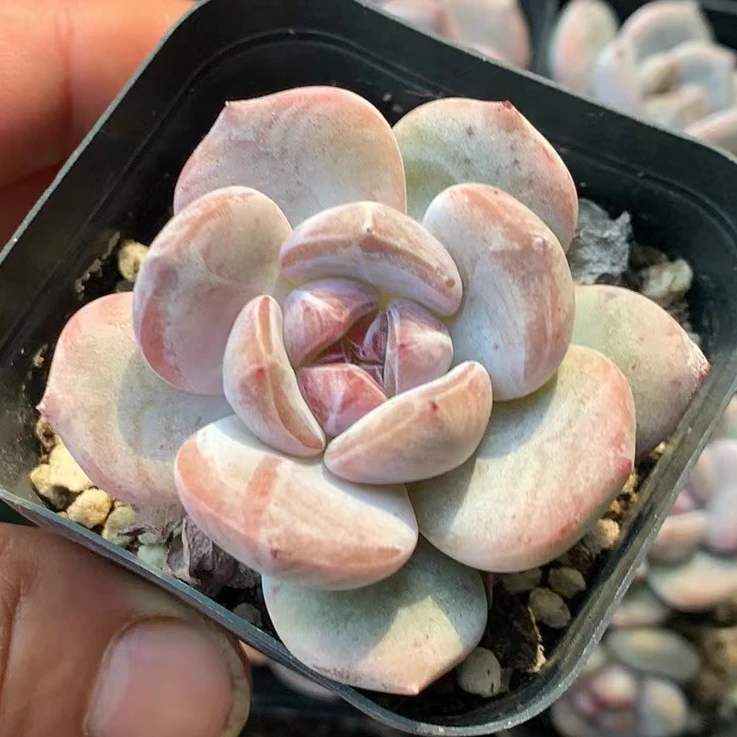 满18元包邮发货（偏远地区除外）钻石星影多肉植物（以直播间为准）