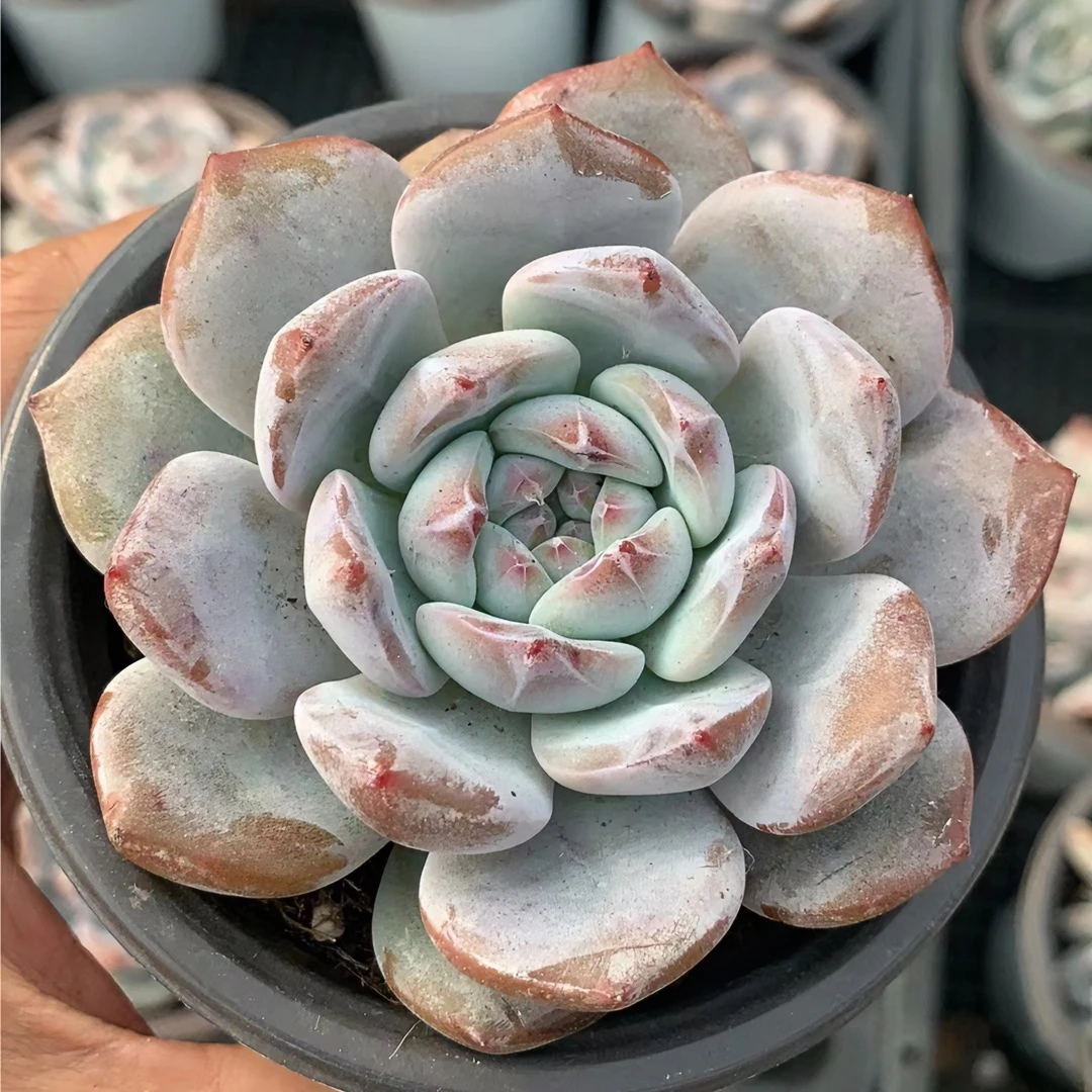 满18元包邮发货（除偏远）优选黄皮星影橙多肉植物（以直播间为准）
