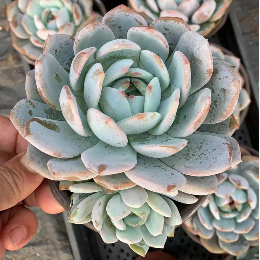 满25元包邮（偏远除外）母本雪橙多肉植物（以直播间为准）