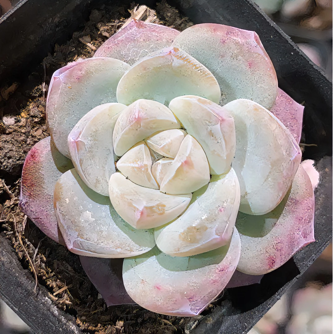满18元包邮发货（偏远除外）奶油暗纹冰玉多肉植物（以直播间为准）