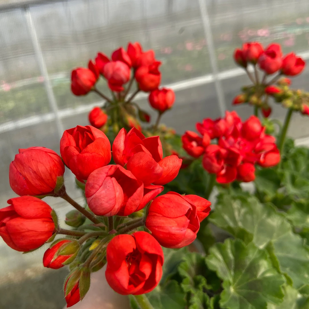 惠惠的花园直立天竺葵 康尼 四季开花勤花阳台花卉盆栽花苗