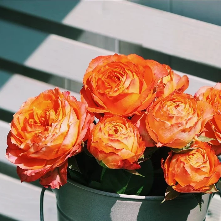 惠惠的花园灌木月季 浪漫橙色 四季开花耐晒耐雨淋阳台庭院盆栽