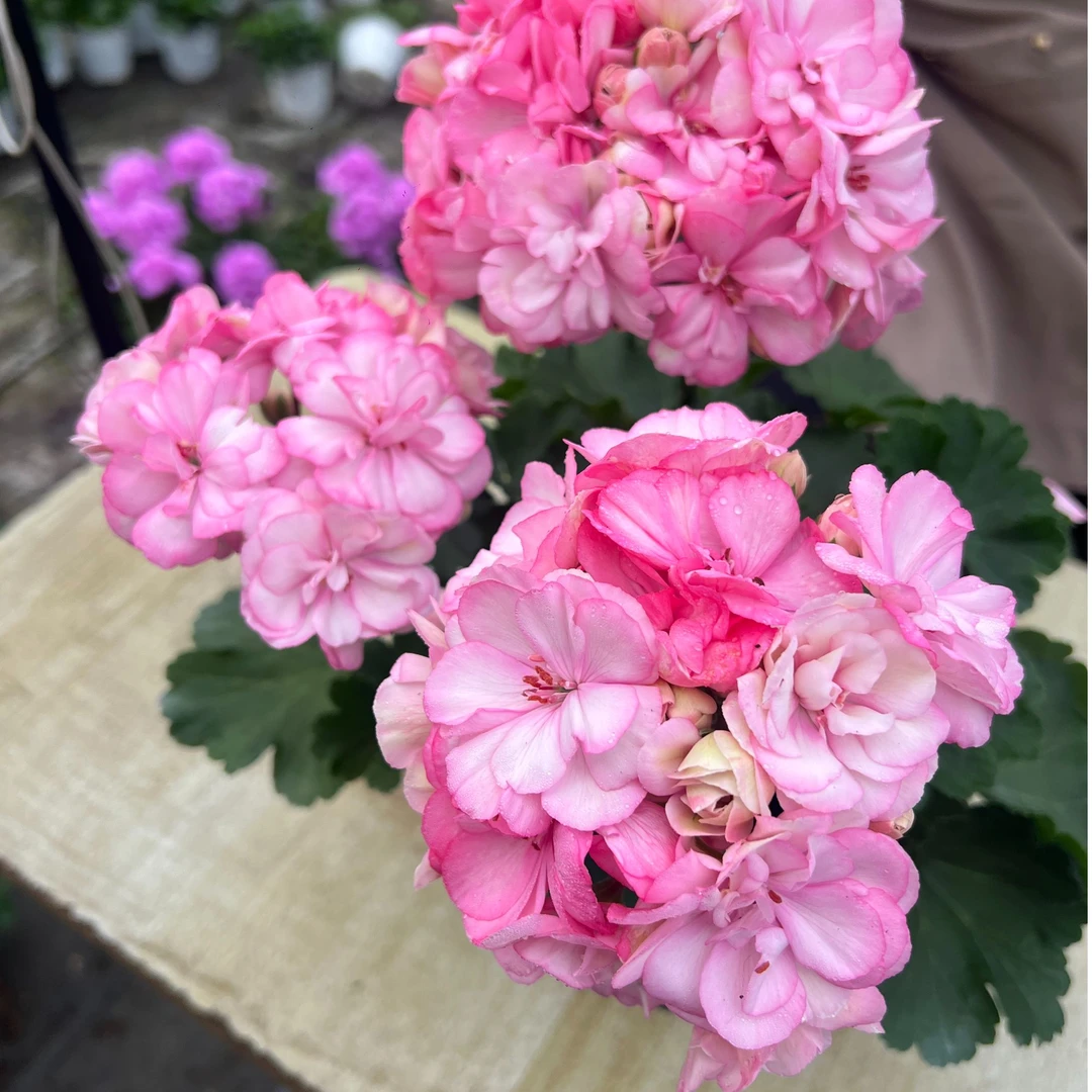 惠惠的花园直立天竺葵 花样年华 大花球重瓣四季开花阳台庭院花卉