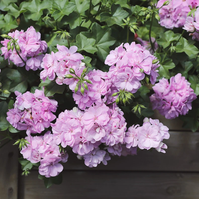 惠惠的花园垂吊天竺葵 大汉196 多季开花阳台花卉盆栽