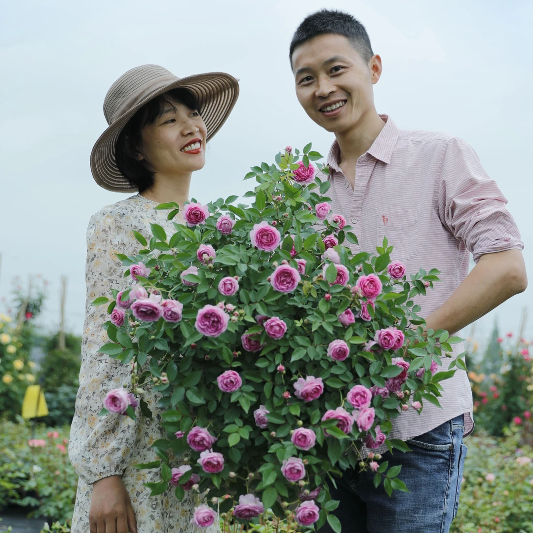 惠惠的花园月季玛姬婶婶可垂吊多头开花机器浓香微月阳台