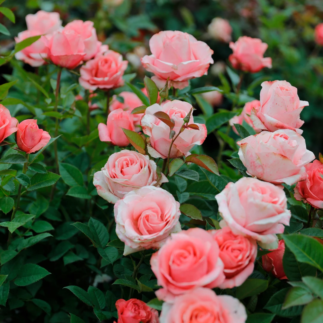 惠惠的花园月季  慕斯  花色温柔可作切花阳台庭院花卉盆栽