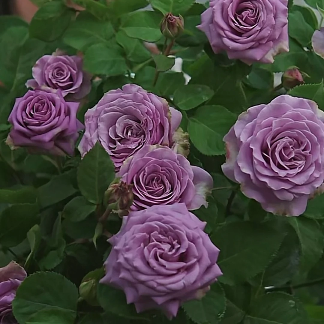 惠惠的花园灌木月季蓝色物语蓝紫色大花不垂头多季开阳台庭院盆栽
