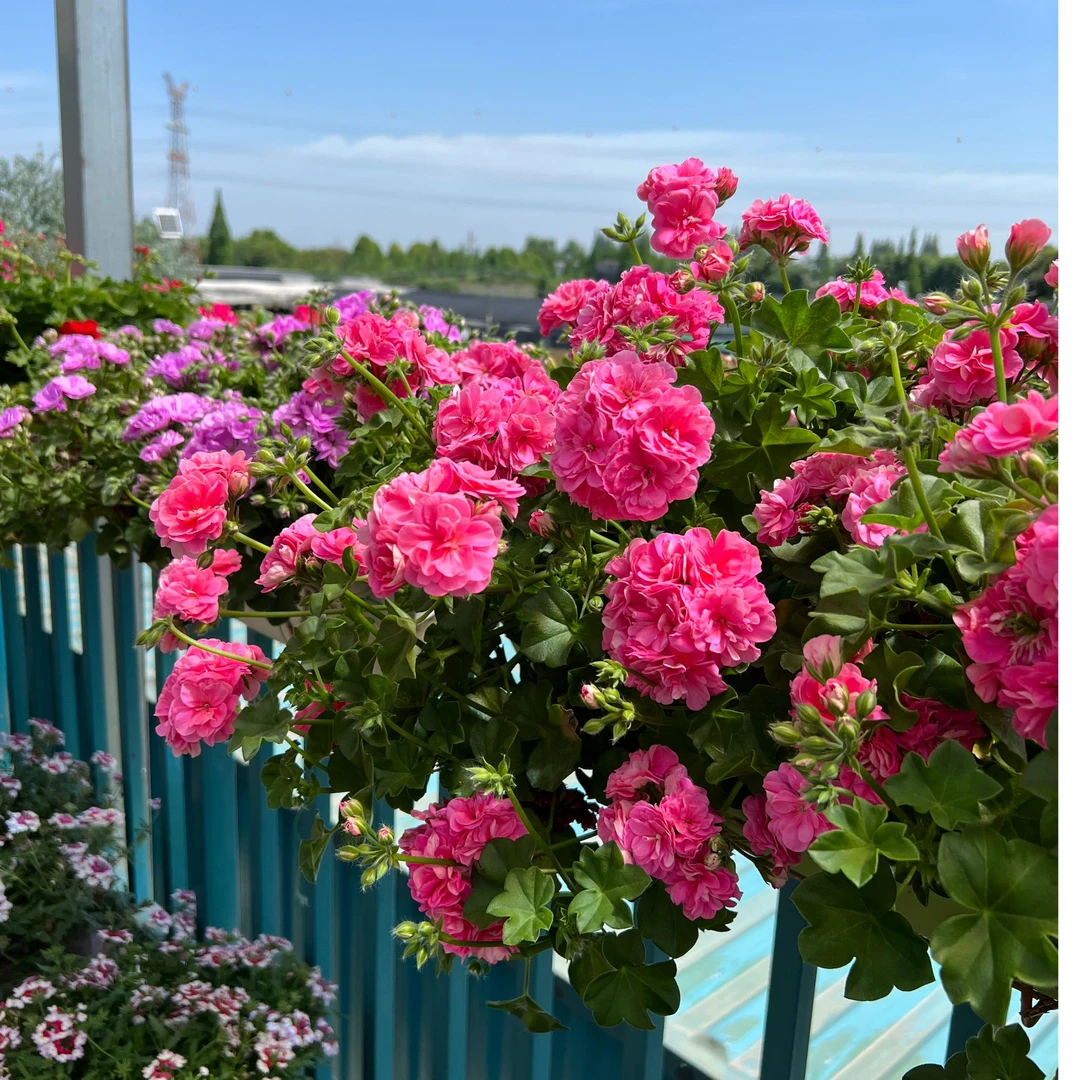 惠惠的花园 【天竺葵】 直拍链接2 园艺花卉植物盆栽