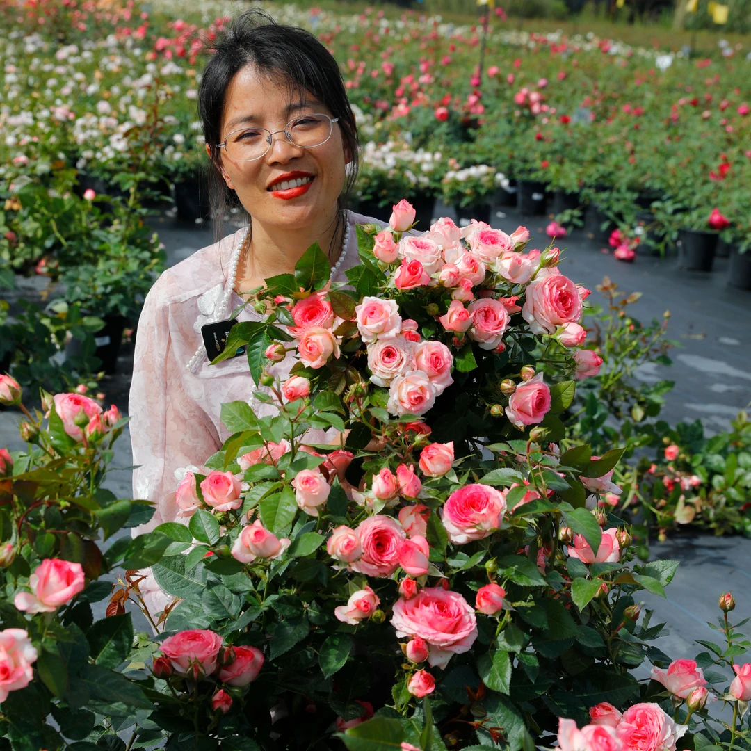 惠惠的花园灌木月季 梦幻梅拉 四季开花阳台庭院花卉盆栽花苗