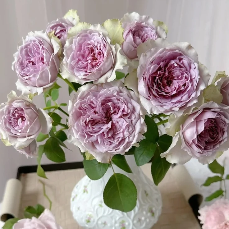 惠惠的花园新品河本月季 首饰盒 浓香灌木四季开花阳台庭院盆栽