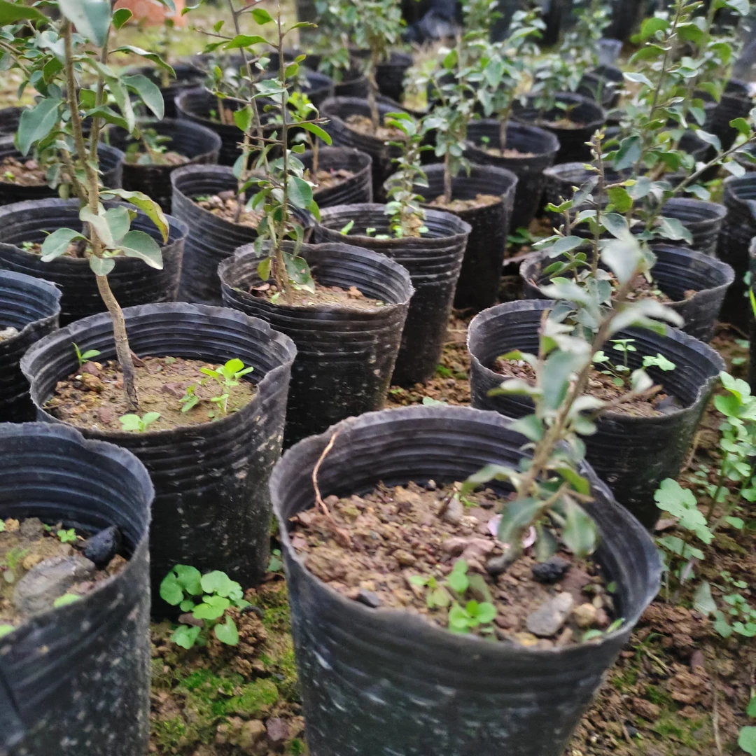 金弹子小苗，公母未知。