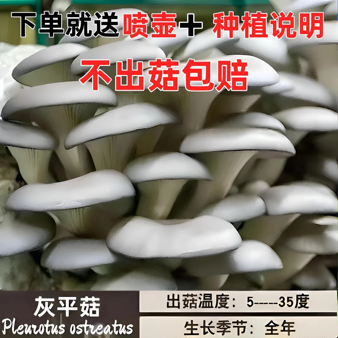 精选蘑菇菌包菇种植绿植园艺绿植盆栽四绿植绿植
