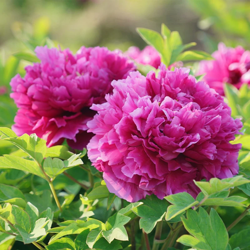 群和牡丹牡丹花盆栽正宗【洛阳红花卉牡丹花】原盆原土发货