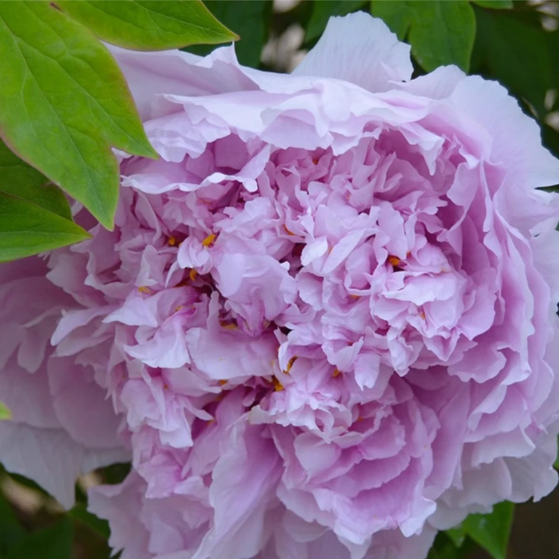 群和【雨后风光】洛阳牡丹花苗大苗盆栽（粉蓝色）重瓣庭院花卉