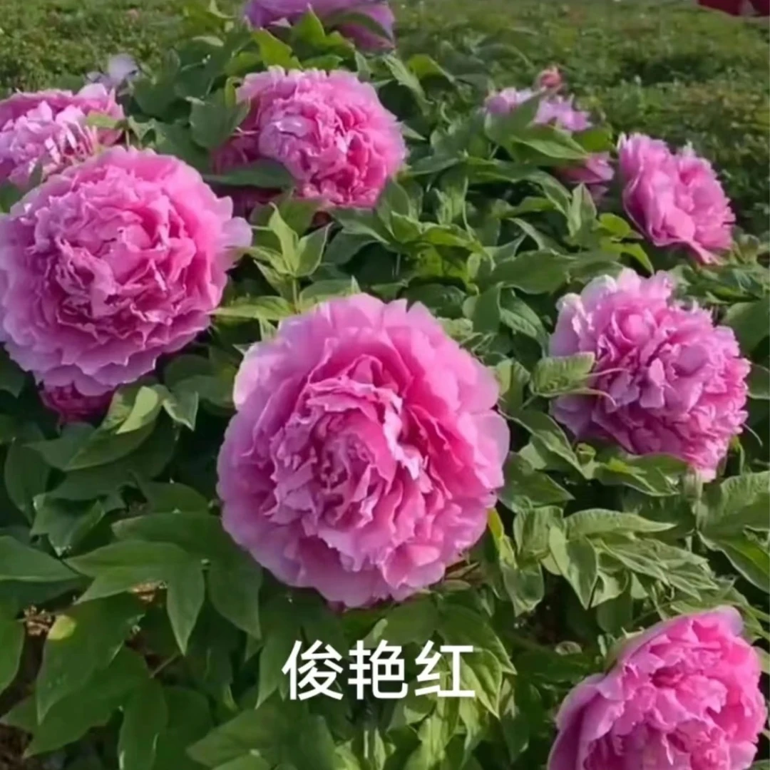 群和【俊艳红】洛阳牡丹花苗大苗盆栽带盆(红色系)重瓣庭院花卉
