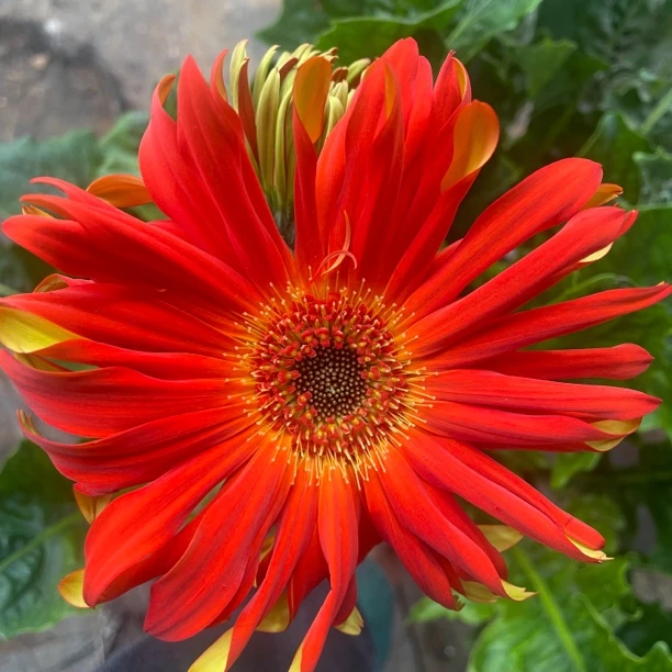 进口非洲菊扶朗花（红娘）盆栽带花苞阳台庭院楼顶花园四季花卉耐养