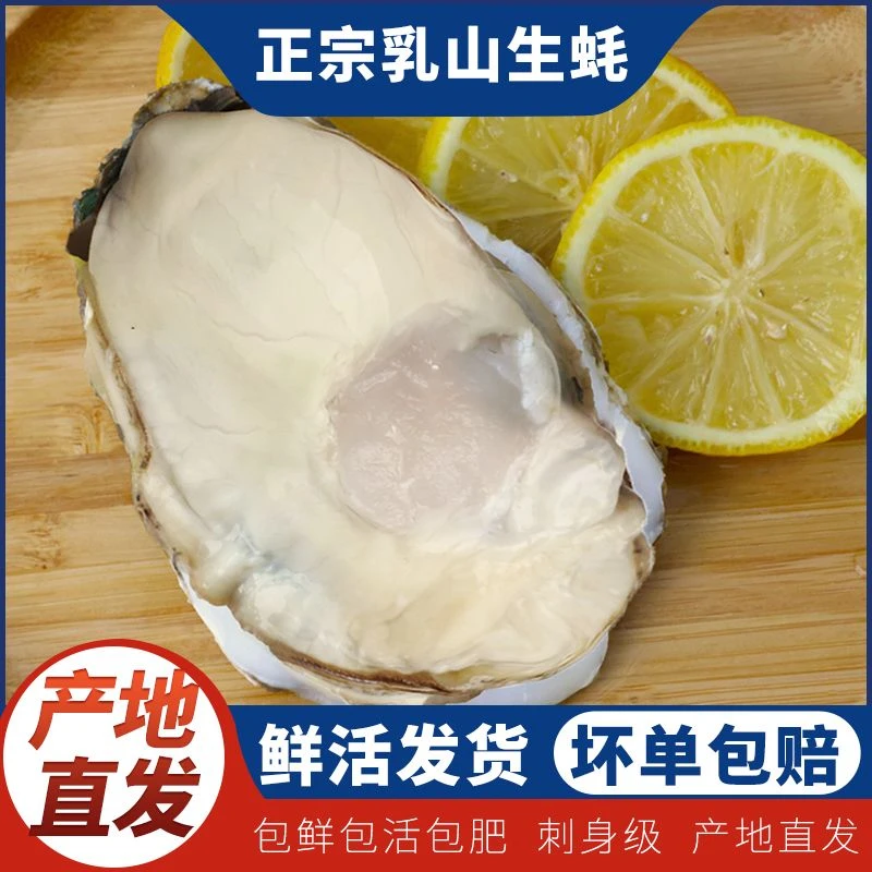 【6-8两甄选大蚝】乳山生蚝鲜活牡蛎产地直发刺身级肥美烧烤海鲜5斤