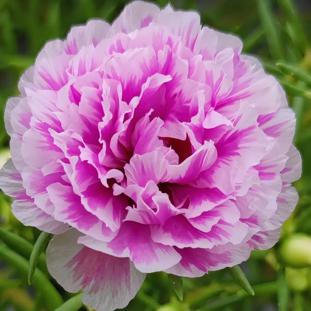 25色宿根重瓣太阳花