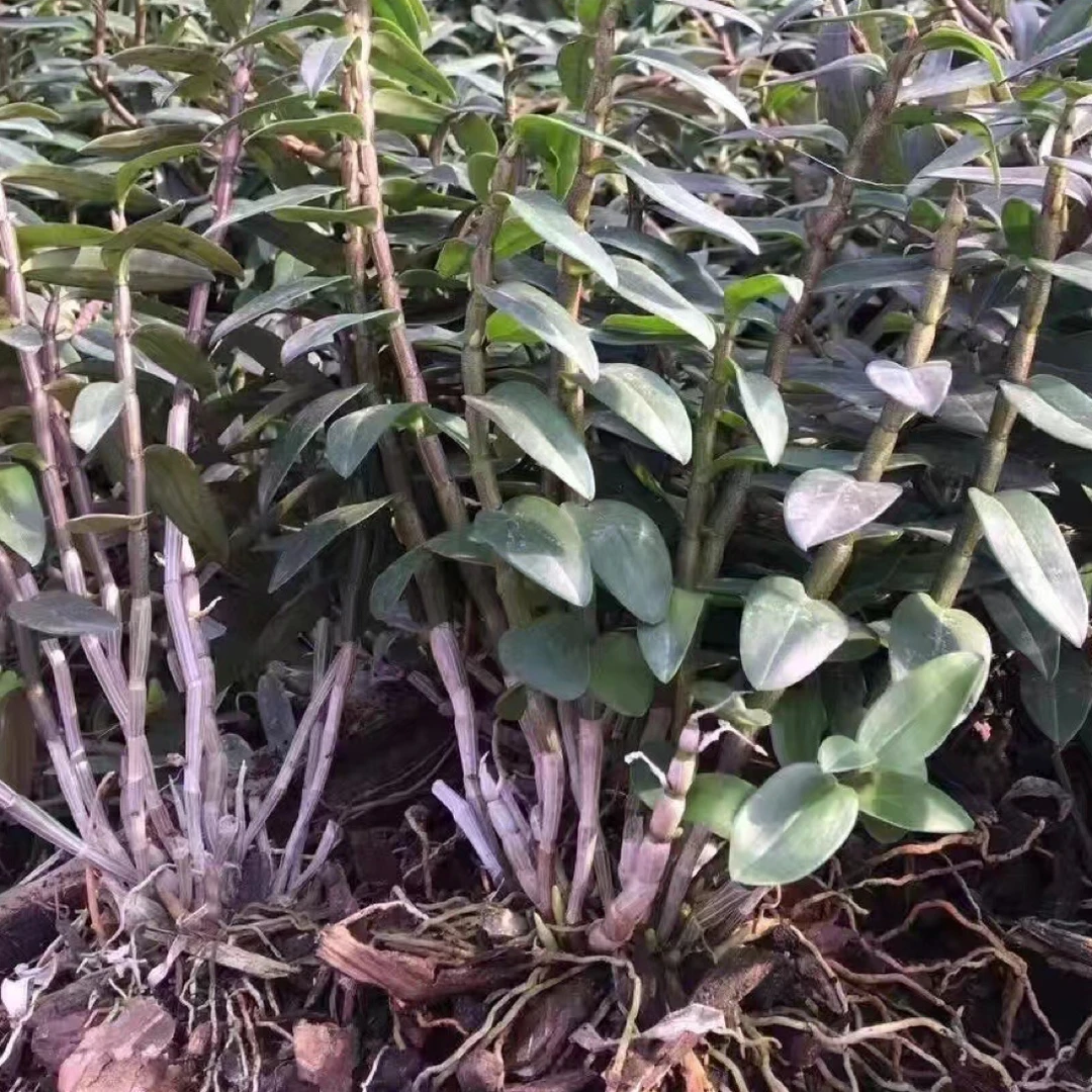 雁荡山铁皮石斛三年苗4-7月花季黄花室内外可种植石斛盆栽