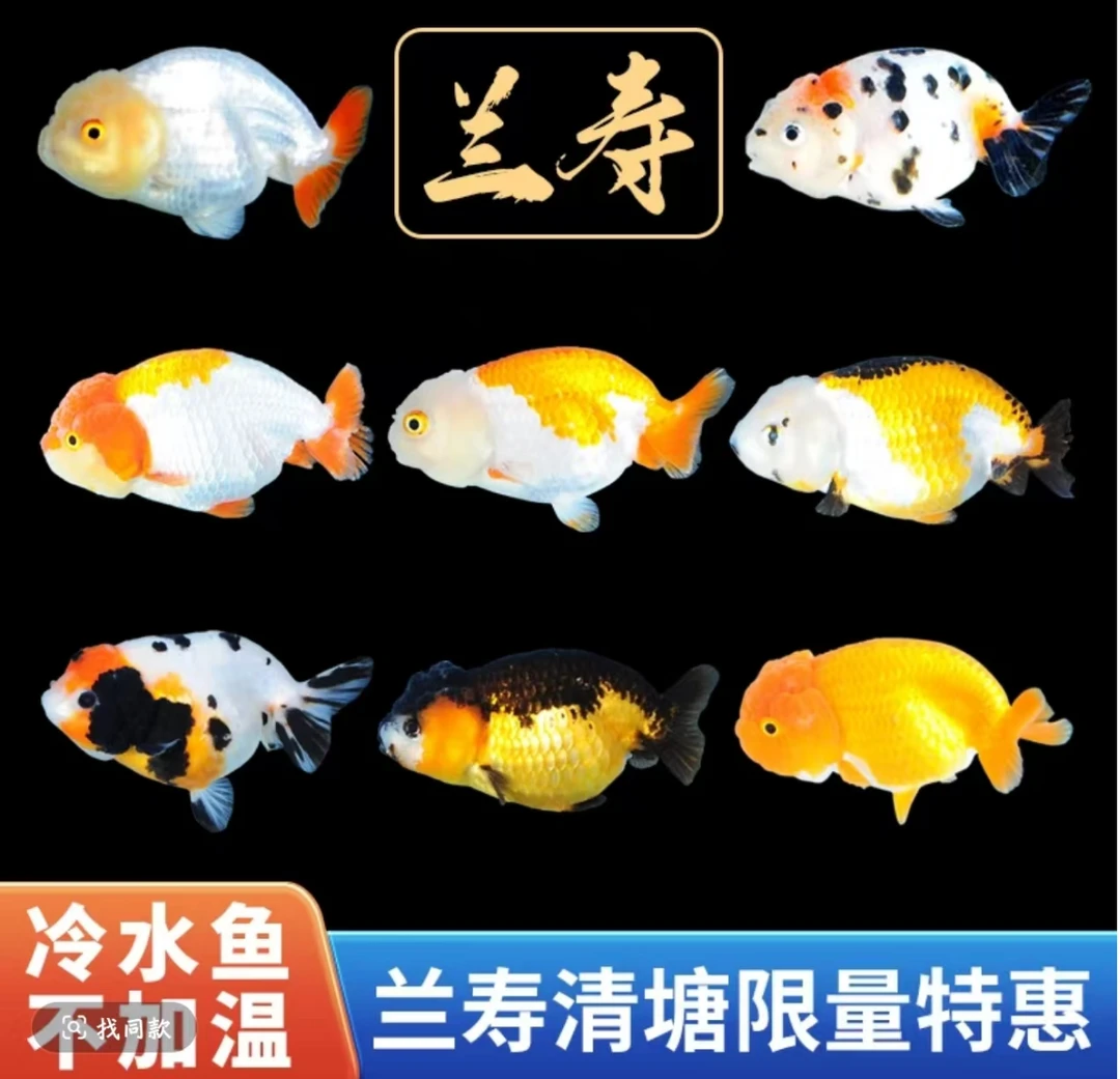 直播专用兰寿金鱼观赏鱼 活体好养 耐活淡水鱼  冷水鱼观赏鱼