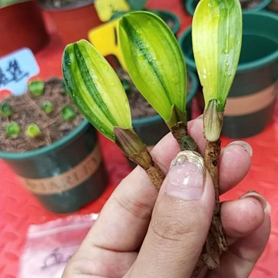 山**清特色君子兰花卉小苗