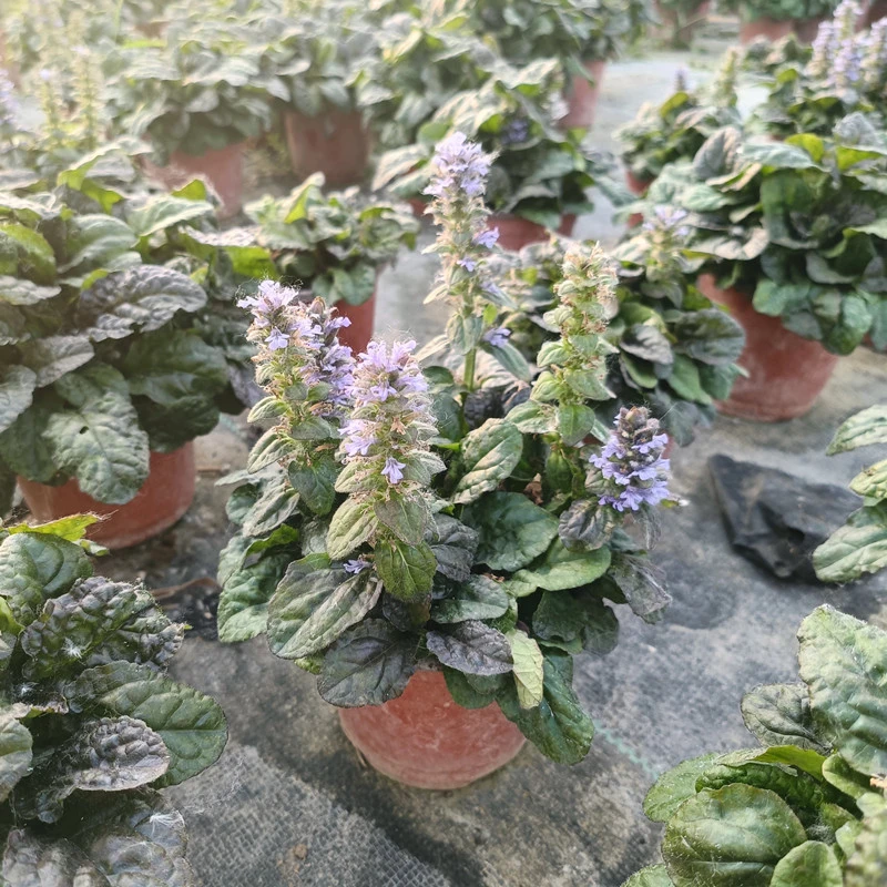 多花筋骨草/姬十二盆栽苗 阳台/庭院紫叶观赏花卉植物多年生耐寒