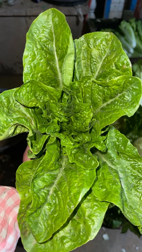 农家自种露天窝机菜