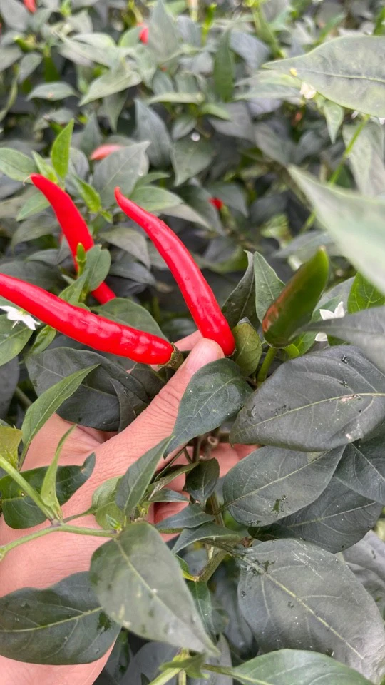 云南高山露天小米辣（适合泡椒）