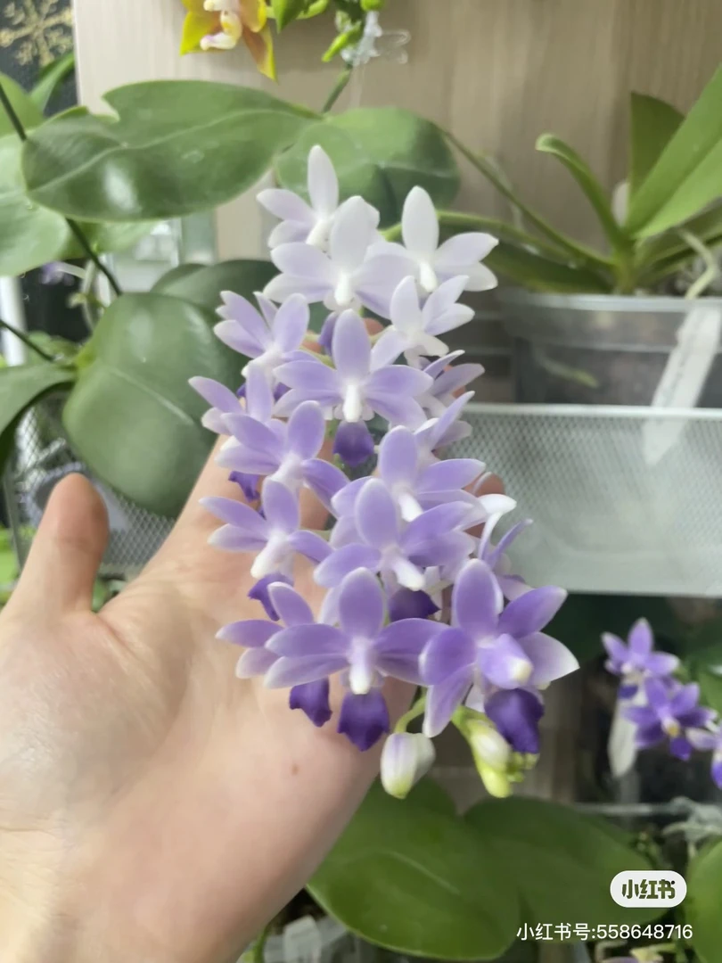 【蓝星】稀有品种蝴蝶兰花苗2.8寸