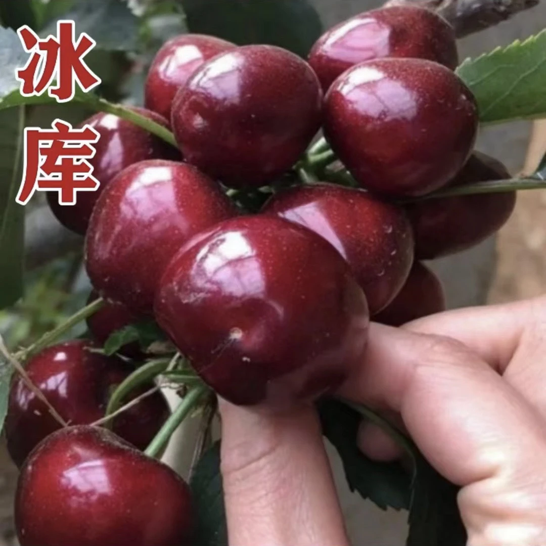 大连大樱桃【冰库】车厘子自家果园产地直发顺丰包邮