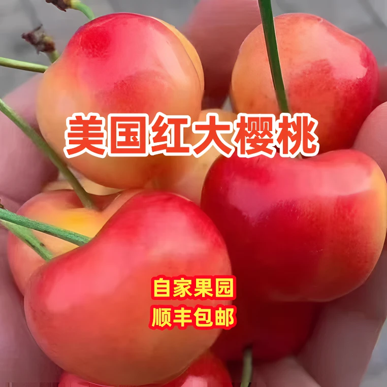 大连美国红大樱桃每日现摘现发顺丰包邮