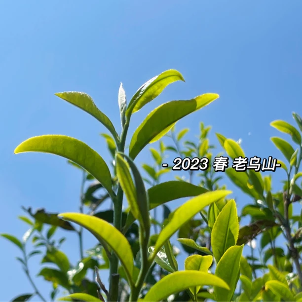 2025春老乌山古树生茶百克品鉴