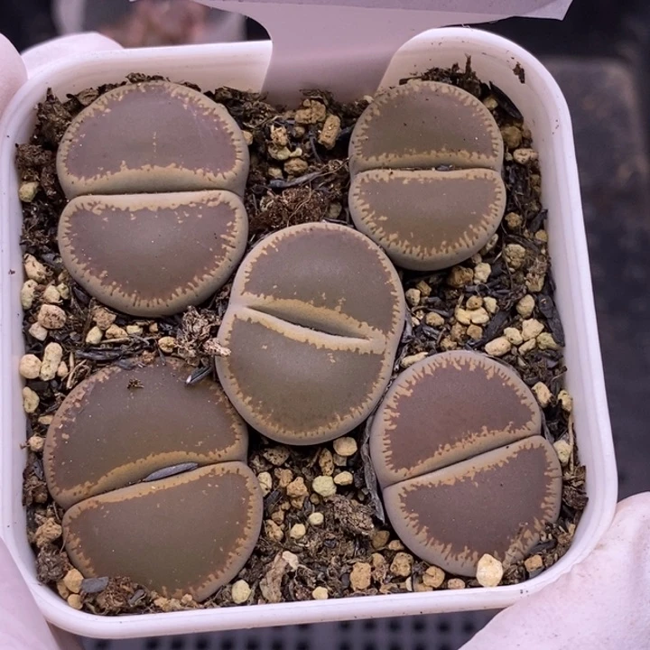 【闪购商品】可*糖18-125