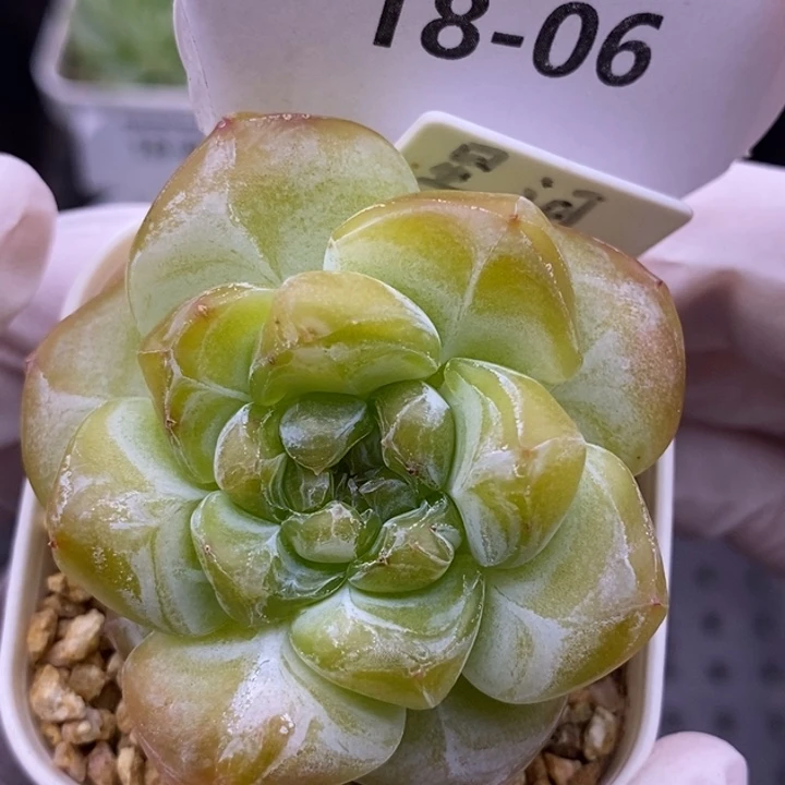 【闪购商品】18-06
