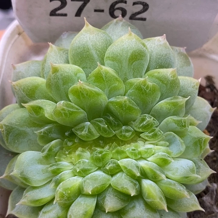 【闪购商品】27-62