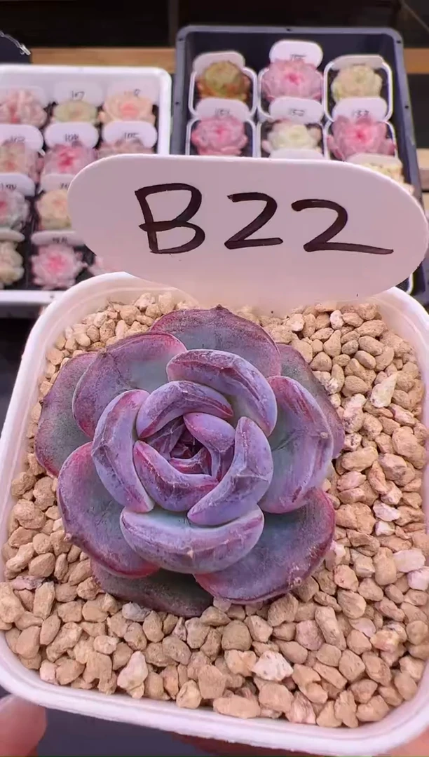 【闪购商品】B22黑橙母本一颗