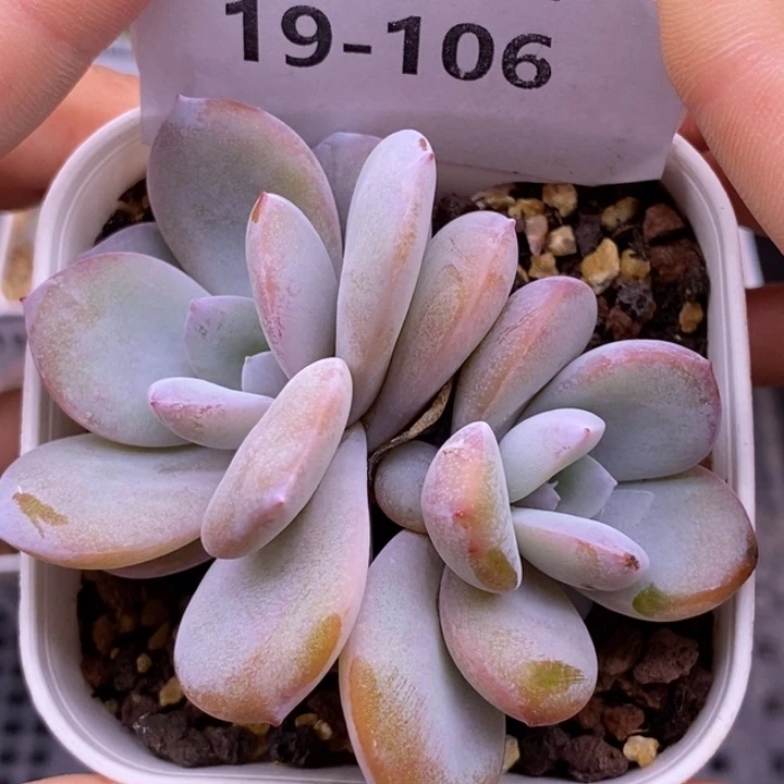 【闪购商品】19-106奶茶