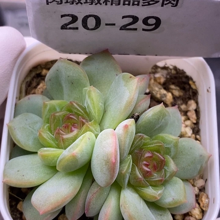 【闪购商品】20-29琴心