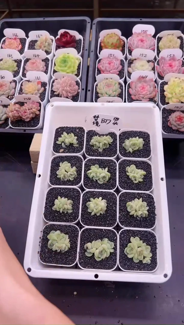 【闪购商品】B17梦境群一颗四头起