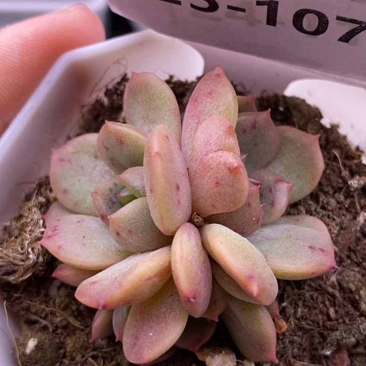 【闪购商品】25-107红恋