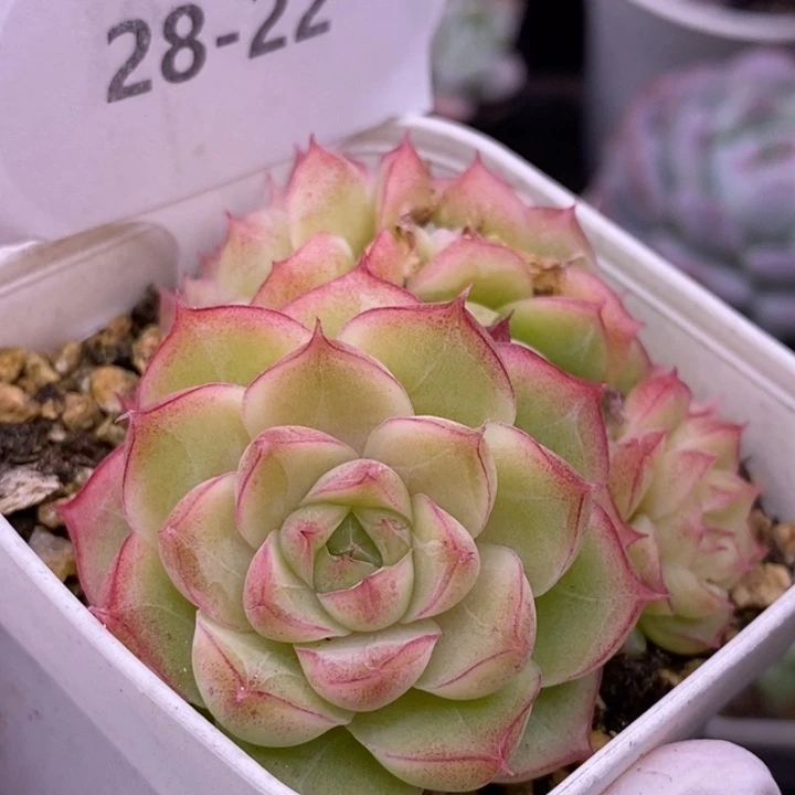 【闪购商品】28-22