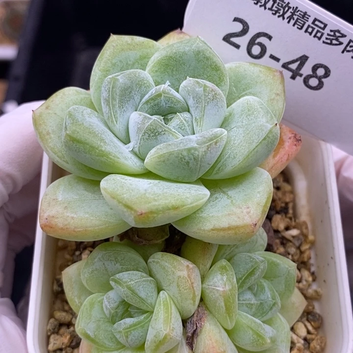 【闪购商品】26-48
