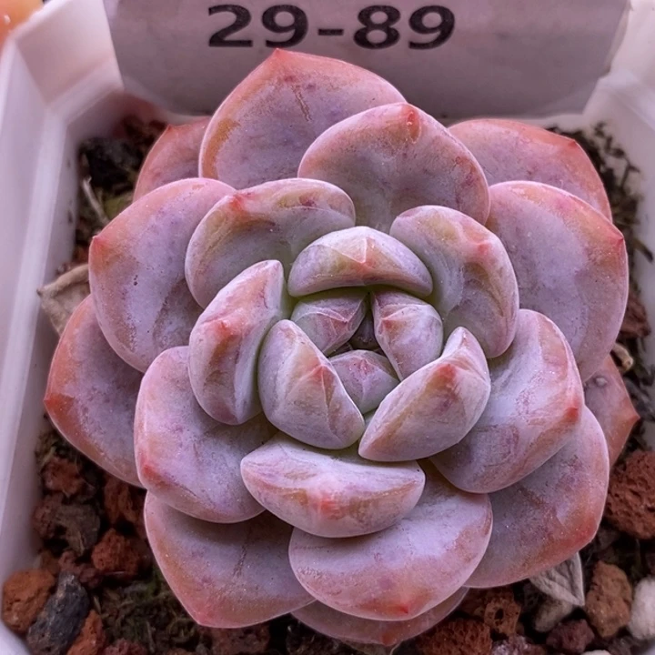 【闪购商品】29-89粉星影