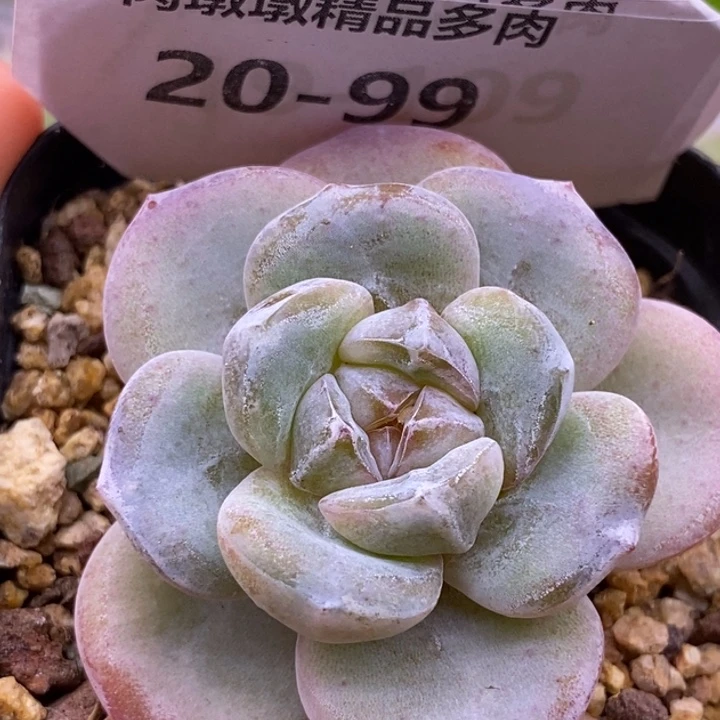 【闪购商品】20-99水晶鞋