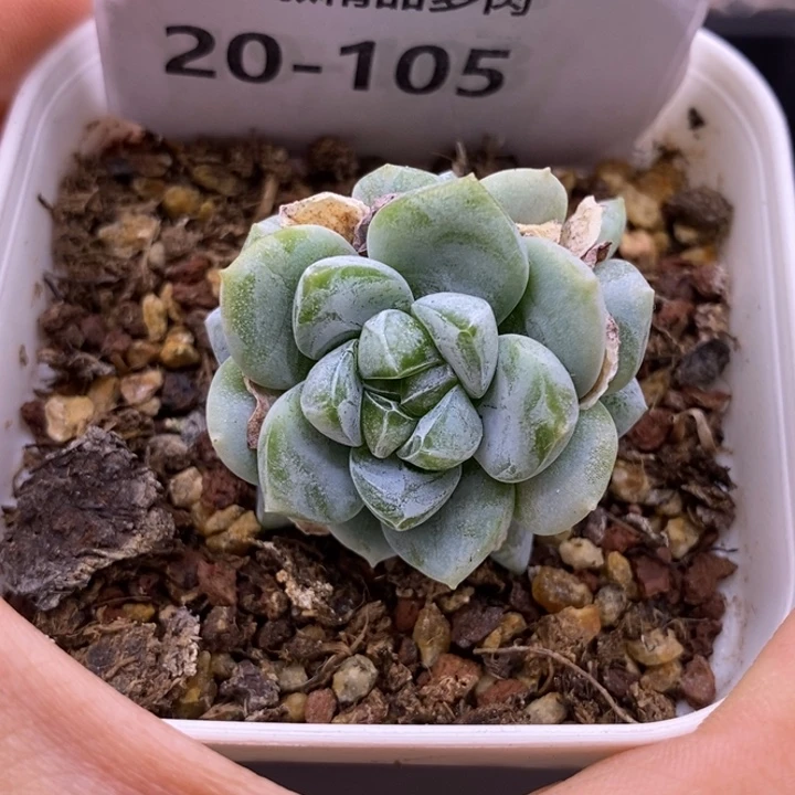 【闪购商品】20-105